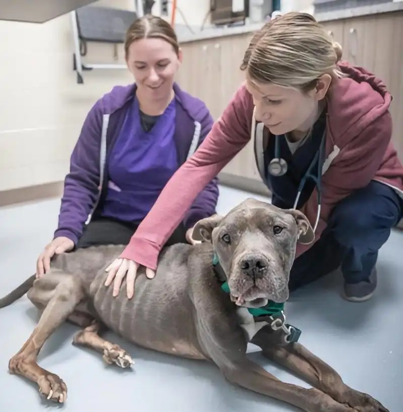 Veterinarians in HSHV are taking care of a dog