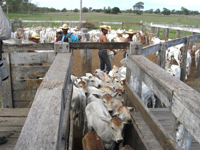 Cattle queue